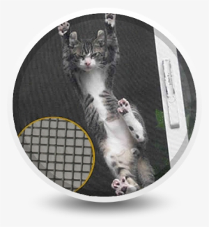 A Cat Is Climbing Up On The Black Pet Screen - Pet Screen