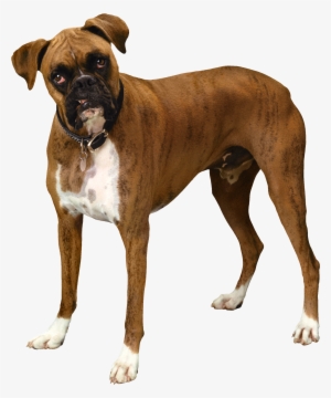 Brown Png Best Web - Bulldog Png