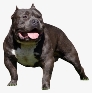 Pitbull Puppy Png Download - Bully Dog Transparent