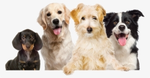 Border Collie Shaped I.d. Tag