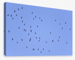 Flock Of Geese 1 Canvas Print - Flock