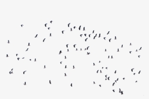 Flock Of Birds Png Download - Bird Photoshop Source