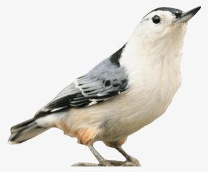 Kaytee Wild Bird - Oben Mit Vögeln Ist Kaffeetasse