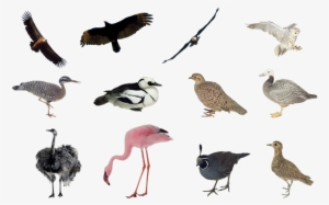 Birds Png Set By Mossi889 - Birds Collage Png