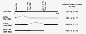 Activities Of Vhs Deletion Mutants In The Cotransfection - Number