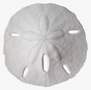 Sand Dollar Png Banner Black And White - Sand Dollar Transparent