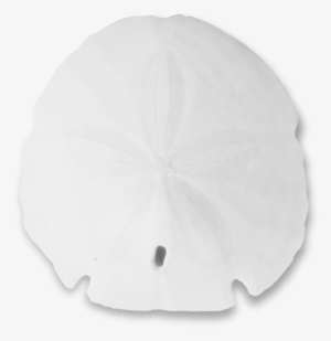 Sand Dollar Png - Christmas Tree