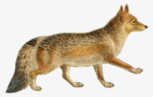 Dogs, Jackals, Wolves, And Foxes - Jackal Png