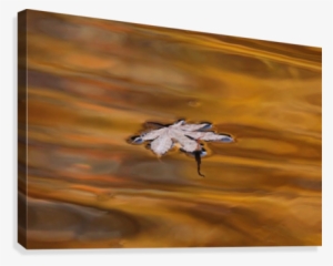 Autumn Drift Canvas Print - Picture Frame