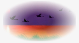 #326 - Flock
