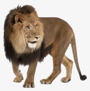 Angry Lion Png Images - Png Image Lion Hd - 494x500 PNG Download - PNGkit