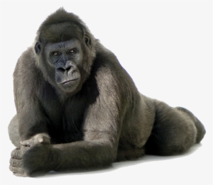 Png Pic - Gorilla Transparent