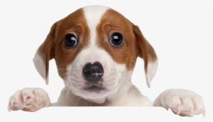 Welcome To K9s4u Dog Rescue