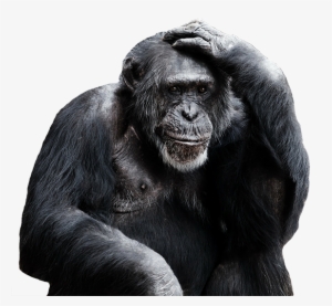 Monkey Png - Mondays Should Be Optional