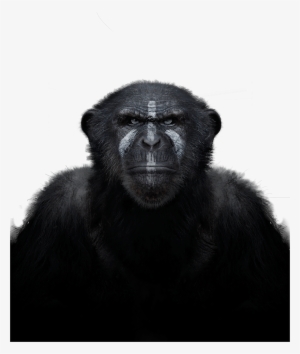 Chimpanzee