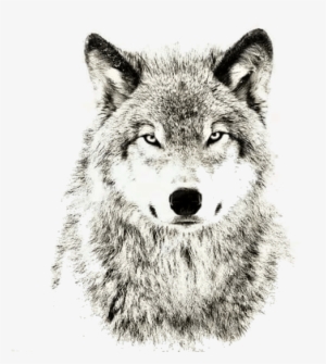 Wolves Dont Lose Sleep Over The Opinion