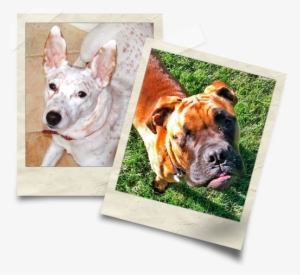Polaroid Picture Of Emilie's Dogs - Dog