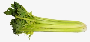 Celery Transparent One Piece - Celery