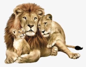 Lions Images - Animals Png
