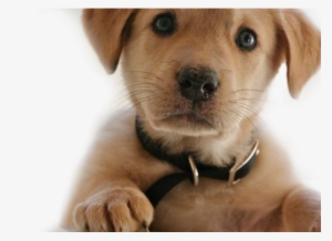 Vitahound Dog Supplements For Growing Dogs - Png Format Dogs Png