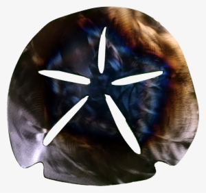 Sand Dollar Larger Image - Sand Dollar