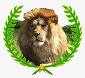 Lion Png File - 3rd Place