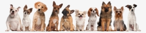 Have A Read To Brighten Your Day Enjoy Testimonials - Transparent Background Puppies Png