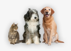 Dogs