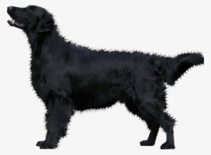 Dog Png Image Picture Download Dogs Png Image - Black Dog No Background