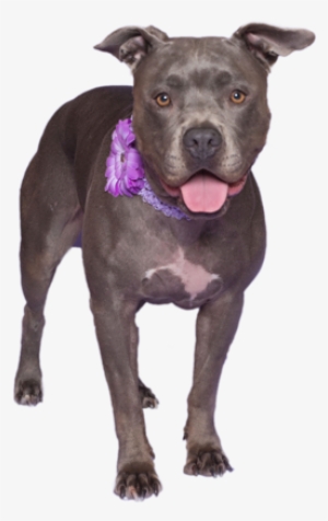 Abandoned Dog Png Download Image - American Pit Bull Terrier