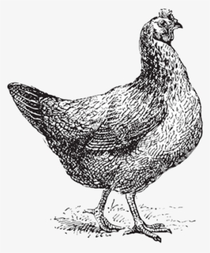 Scarlet Hen