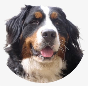 Dogs Png Image Without Background - Bernese Mountain Dog Png