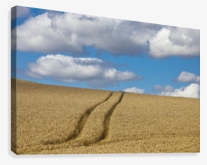 Tire Tracks In A Wheat Field