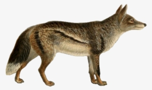 Dogs, Jackals, Wolves, And Foxes - Jackal Transparent