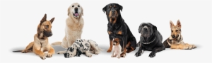 3 - Group Of Dogs Transparent Background