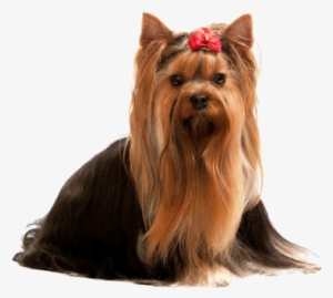 Dogs' Own Grooming Salon Is Northern Colorado's Most - Yorkshire Terrier