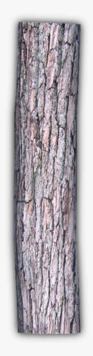 249k Decaying Log 06 Feb 2009 - Wood