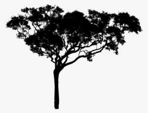 Willow Drawing Nature Tree Silhouette Branch Free Picture - Tree Vector Black Png