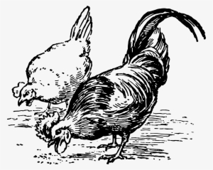 Chickens Pecking Poultry Hen Bird 1093525 - Chickens Clipart Black And White