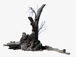 Lightning Tree Precut By Stockopedia D4rvisp - Tree Trunk Png Transparent