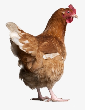 Chicken - Chicken Manual By Laurence Beeken