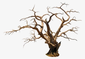 Free Icons Png - Tree