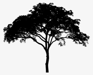 Tree Silhouette Free Download 10 Png Images - Tree Vector Black And White