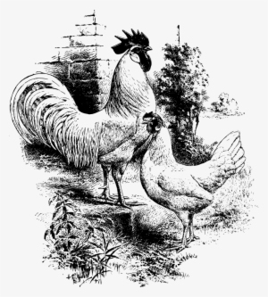 Medium Image - Rooster Hen Chicken Black Drawings