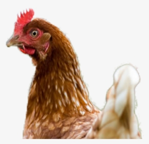 All Our Freshfields Free Range Eggs Are Produced From - Rooster