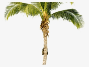 Palm Tree Png Transparent Images - Real Palm Tree Png