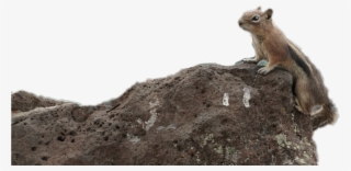 Report Abuse - Fox Squirrel