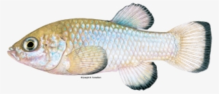 Endangered Species In Nevada