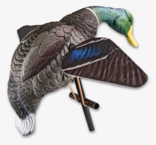 Duck Hunting Png Hd Pluspng