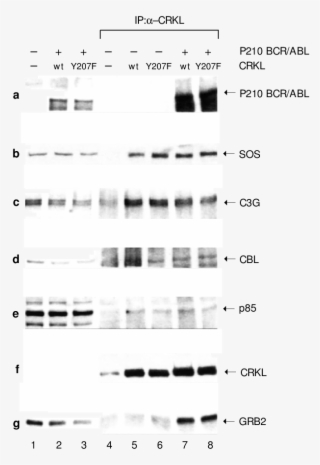 E€ect Of Y207f Mutation On Association Of Crkl With - Monochrome